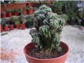 Cereus pervianus m.